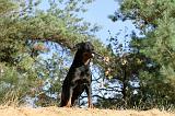 ROTTWEILER 044